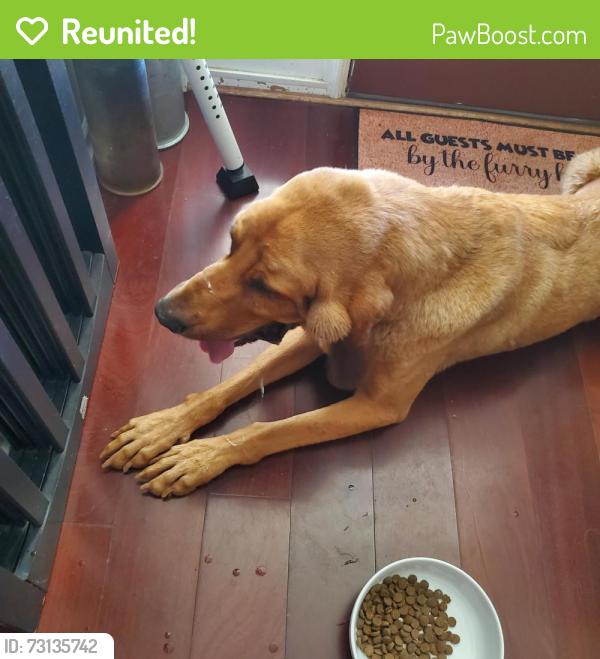 Reunited Female Dog last seen Central Ave Riverside Ca, Riverside, CA 92506