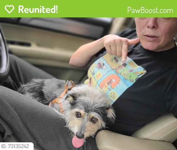 Reunited Female Dog last seen East Neill St and 6th Street Lillington, NC, Lillington, NC 27546