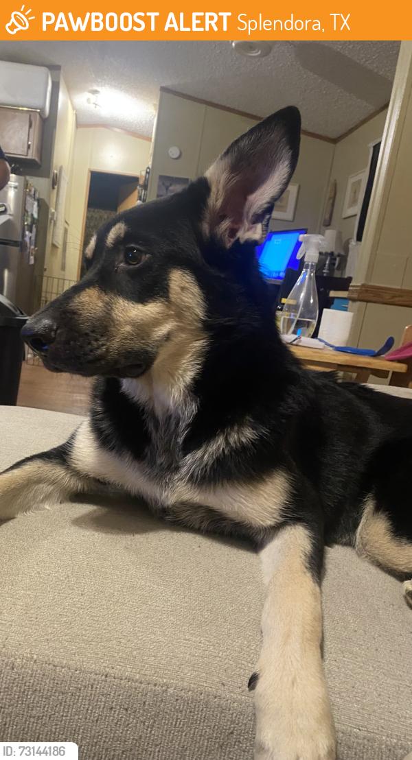 Found/Stray Female Dog last seen Etta rd, Splendora, TX 77372