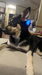 Found/Stray Female Dog last seen Etta rd, Splendora, TX 77372