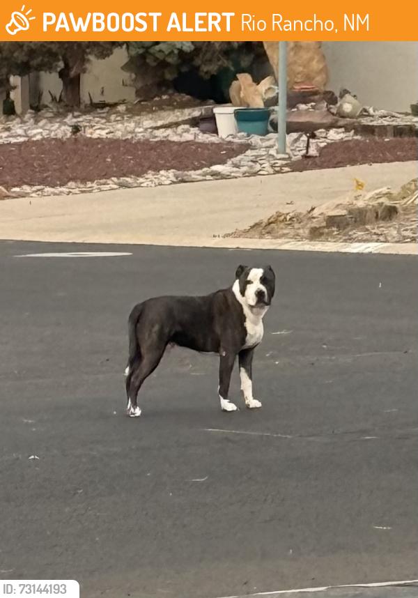 Found/Stray Male Dog last seen Lakeview Circle and Broadmoor, Rio Rancho, NM 87124