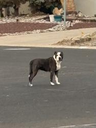 Found/Stray Male Dog last seen Lakeview Circle and Broadmoor, Rio Rancho, NM 87124