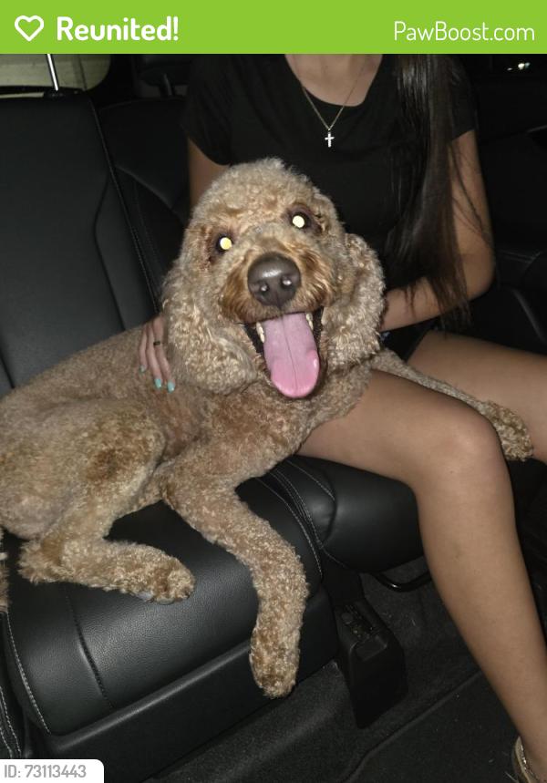 Reunited Female Dog last seen Between Cherry Village and Harris Field Basketball Court, Homestead, FL 33033