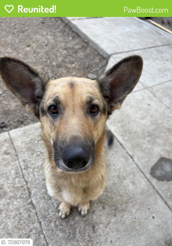 Reunited Female Dog last seen Whittier, CA, USA, Whittier, CA 90602