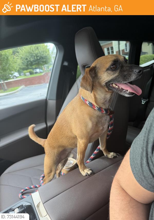 Found/Stray Male Dog last seen Cheshire bridge road, Atlanta, GA 30324