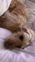 Reunited Female Dog last seen Near NW 28th St, Bethany, OK 73008, USA, Bethany, OK 73008