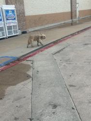 Found/Stray Male Dog last seen Carrier Parkway and 7th st, Grand Prairie, TX 75050