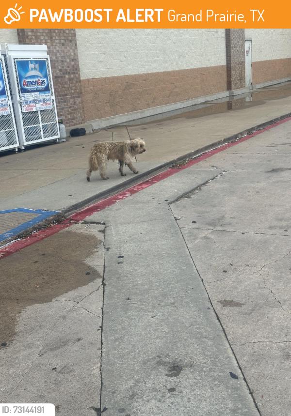 Found/Stray Male Dog last seen Carrier Parkway and 7th st, Grand Prairie, TX 75050