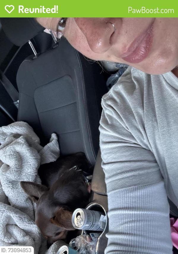 Reunited Male Dog last seen Obsevation nobb, Sullivan County, TN 37620