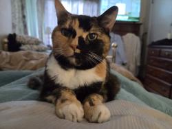 Reunited Female Cat last seen Avenue L and 2nd st, Pittsburgh, PA 15221
