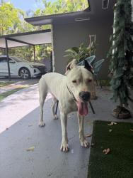Reunited Female Dog last seen Biscayne Park, FL 33161, USA, Biscayne Park, FL 33161