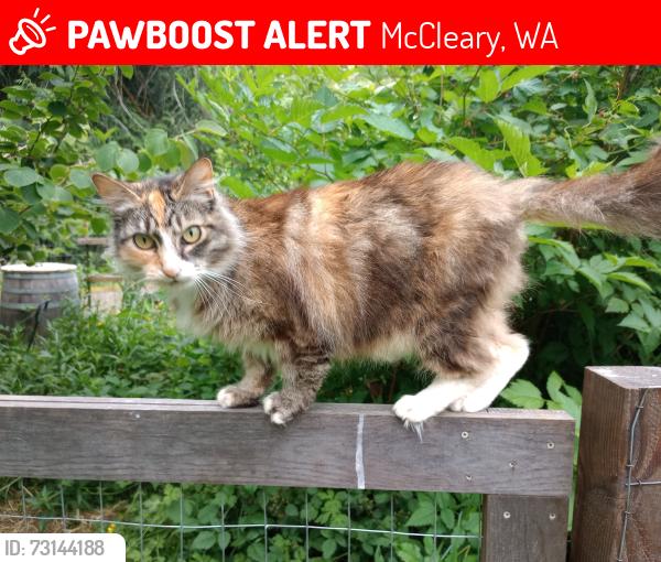 Lost Female Cat last seen McCleary hotel, McCleary, WA 98557