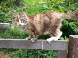 Lost Female Cat last seen McCleary hotel, McCleary, WA 98557