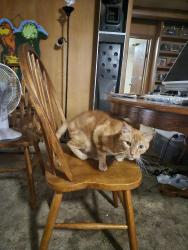 Reunited Male Cat last seen Central and Atrisco, Albuquerque, NM 87105