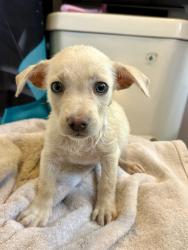 Found/Stray Male Dog last seen Clarendon and Seville, Huntington Park, CA 90255