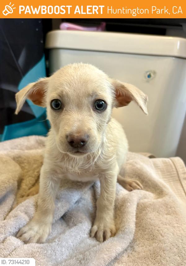 Found/Stray Male Dog last seen Clarendon and Seville, Huntington Park, CA 90255