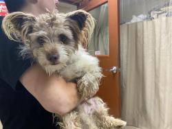 Shelter Stray Female Dog last seen BURNHAM PARK, 3839 W Burnham St, West Milwaukee, WI 53215, USA
