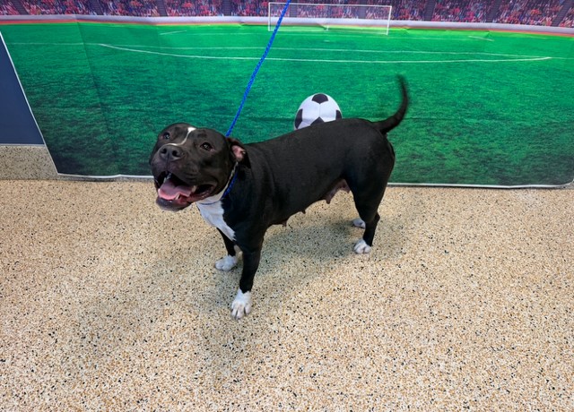 Shelter Stray Female Dog last seen Near BLOCK AVE SW 248 ST, 3599 NW 79th Ave, Doral, FL 33122, USA