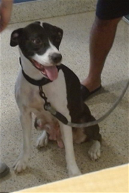Shelter Stray Female Dog last seen Near BLOCK AVE 40 ST, 3599 NW 79th Ave, Doral, FL 33122, USA