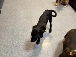 Shelter Stray Female Dog last seen , 3599 NW 79th Ave, Doral, FL 33122, USA