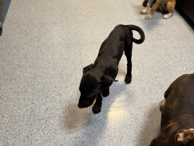 Shelter Stray Female Dog last seen , 3599 NW 79th Ave, Doral, FL 33122, USA