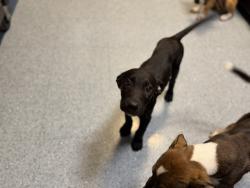 Shelter Stray Male Dog last seen , 3599 NW 79th Ave, Doral, FL 33122, USA