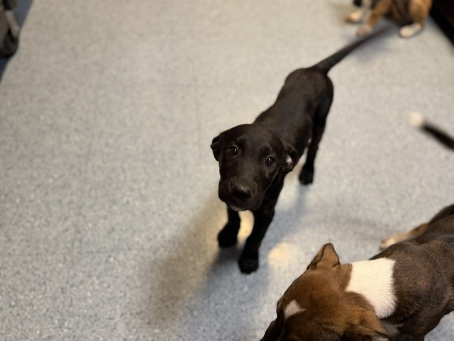 Shelter Stray Male Dog last seen , 3599 NW 79th Ave, Doral, FL 33122, USA