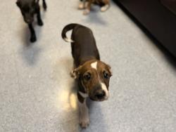 Shelter Stray Female Dog last seen , 3599 NW 79th Ave, Doral, FL 33122, USA