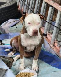Shelter Stray Female Dog last seen Near BLOCK ELKS DR, 4710 TX-151, San Antonio, TX 78227, USA