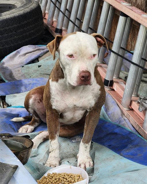 Shelter Stray Female Dog last seen Near BLOCK ELKS DR, 4710 TX-151, San Antonio, TX 78227, USA