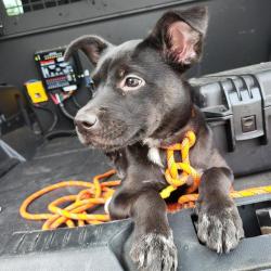 Shelter Stray Female Dog last seen Near BLOCK NORTHWESTERN DR, 4710 TX-151, San Antonio, TX 78227, USA