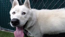 Shelter Stray Male Dog last seen , 11258 Garfield Ave, Downey, CA 90242, USA