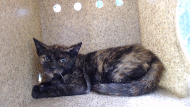 Shelter Stray Female Cat last seen , 11258 Garfield Ave, Downey, CA 90242, USA