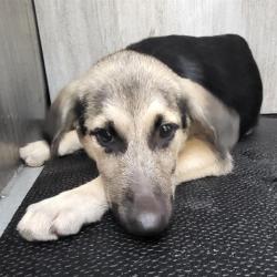 Shelter Stray Female Dog last seen , 4710 TX-151, San Antonio, TX 78227, USA