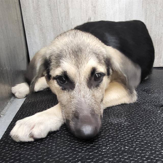 Shelter Stray Female Dog last seen , 4710 TX-151, San Antonio, TX 78227, USA