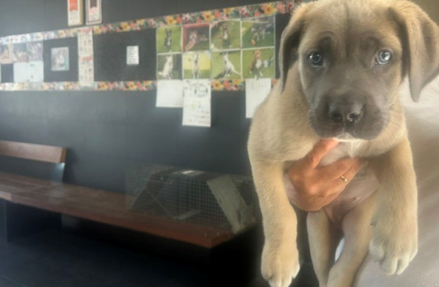 Shelter Stray Female Dog last seen 18TH/WILSHIRE, 1640 9th St, Santa Monica, CA 90404, USA