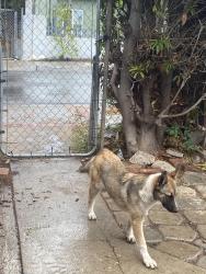 Lost Female Dog last seen Cardenas, National City, CA 91950