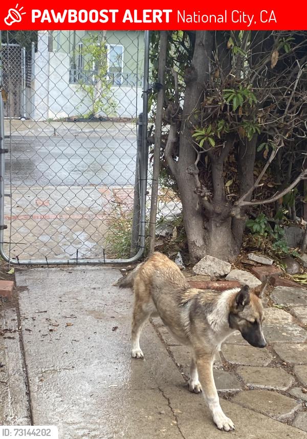Lost Female Dog last seen Cardenas, National City, CA 91950