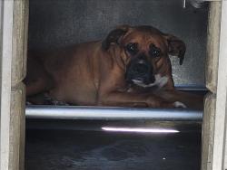 Shelter Stray Male Dog last seen , 957 N Gaffey St, San Pedro, CA 90731, USA