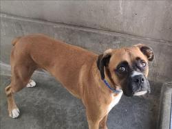 Shelter Stray Male Dog last seen , 957 N Gaffey St, San Pedro, CA 90731, USA