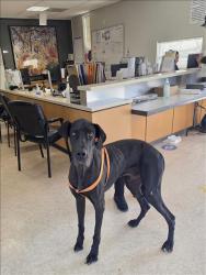 Shelter Stray Male Dog last seen , 957 N Gaffey St, San Pedro, CA 90731, USA