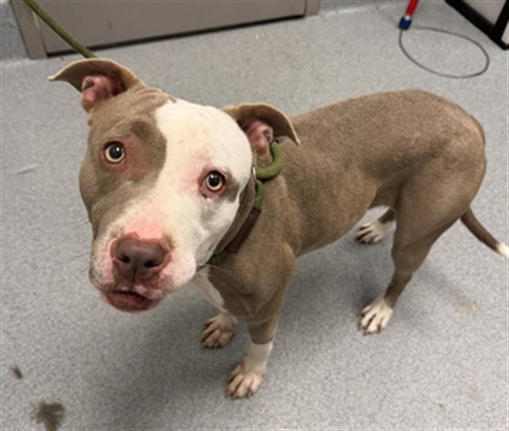 Shelter Stray Female Dog last seen Near, 2600 S Harding St, Indianapolis, IN 46221, USA