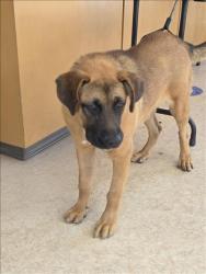 Shelter Stray Female Dog last seen , 957 N Gaffey St, San Pedro, CA 90731, USA