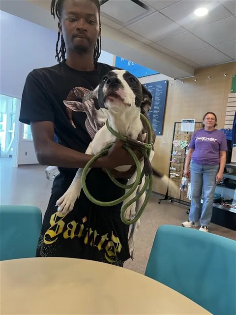 Shelter Stray Male Dog last seen ST LOUIS, 1705 S Hanley Rd, Brentwood, MO 63144, USA