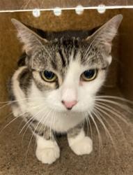 Shelter Stray Female Cat last seen Near BLOCK MERCED WAY, HEMET CA 92545, 581 S Grand Ave, San Jacinto, CA 92582, USA