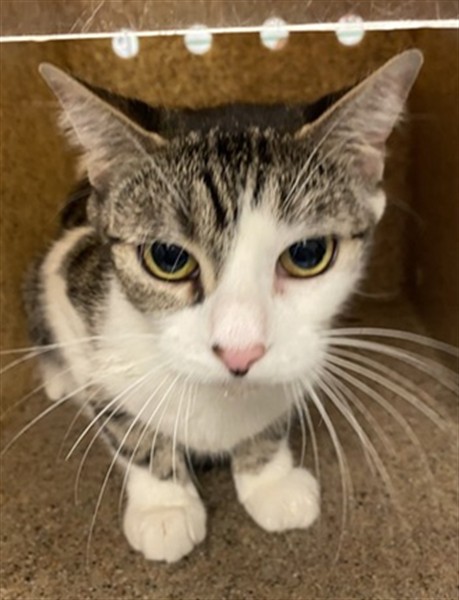 Shelter Stray Female Cat last seen Near BLOCK MERCED WAY, HEMET CA 92545, 581 S Grand Ave, San Jacinto, CA 92582, USA