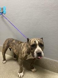 Shelter Stray Female Dog last seen Near BLOCK WALKER ST, LAS VEGAS NV 89106, 655 N Mojave Rd, Las Vegas, NV 89101, USA
