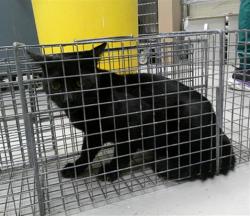 Shelter Stray Male Cat last seen , 232 Eslinger Way, Sanford, FL 32773, USA