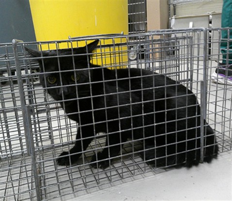 Shelter Stray Male Cat last seen , 232 Eslinger Way, Sanford, FL 32773, USA