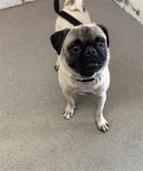 Shelter Stray Male Dog last seen Near BLOCK S SANTO ANTONIO DR, 333 Chandler Pl, San Bernardino, CA 92408, USA